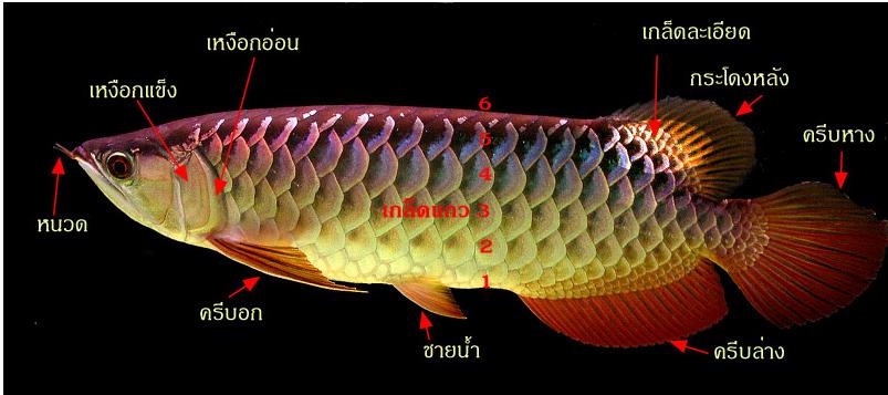 ปลามังกร.jpg (82 KB)